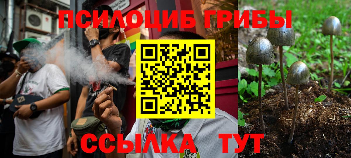 Галлюциногенные грибы Cubensis  Вход с VPN  Курчалой  магазин продажи наркотиков  Галлюциногенные грибы Psilocybe 