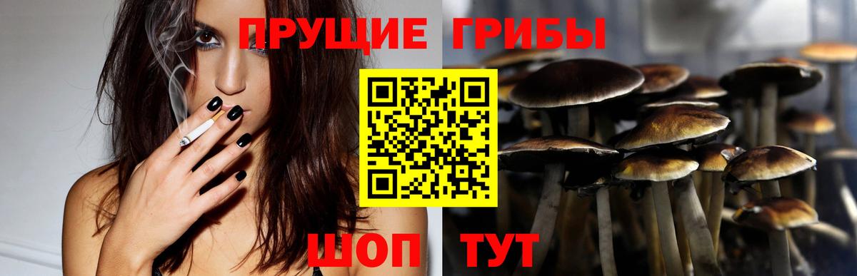 Галлюциногенные грибы Psilocybine cubensis Курчалой